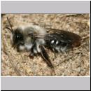 Andrena vaga - Weiden-Sandbiene -04- w15a 13mm.jpg